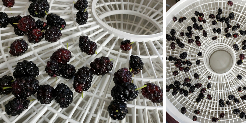 Mulberries in Dehydrator